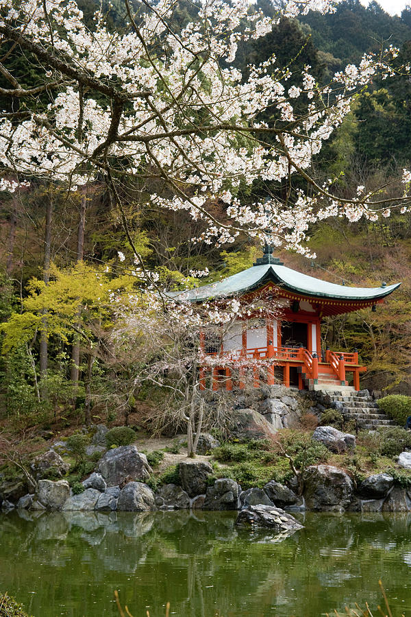 Bentendo Temple And Cherry Blossoms Photograph by Akira Kaede