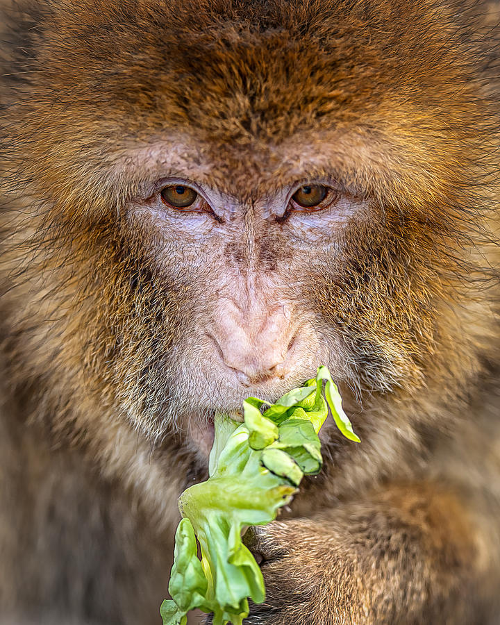 Berber Monkey Photograph by Ulrike Leinemann