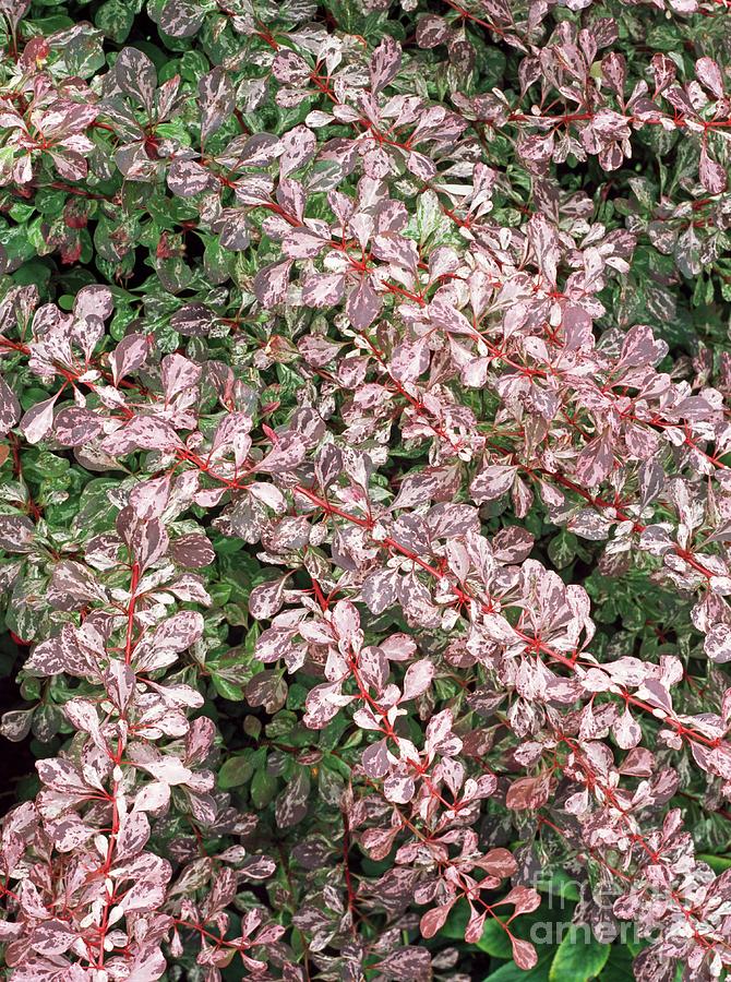 Nature Photograph - Berberis Thunbergii Rose Glow by Geoff Kidd/science Photo Library