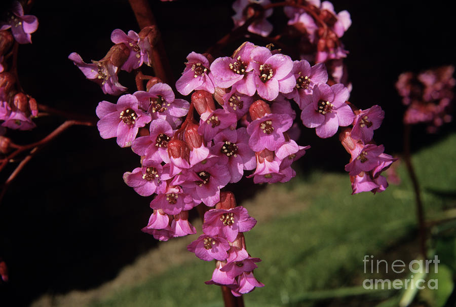 Bergenia Photograph by Adrian T Sumner/science Photo Library