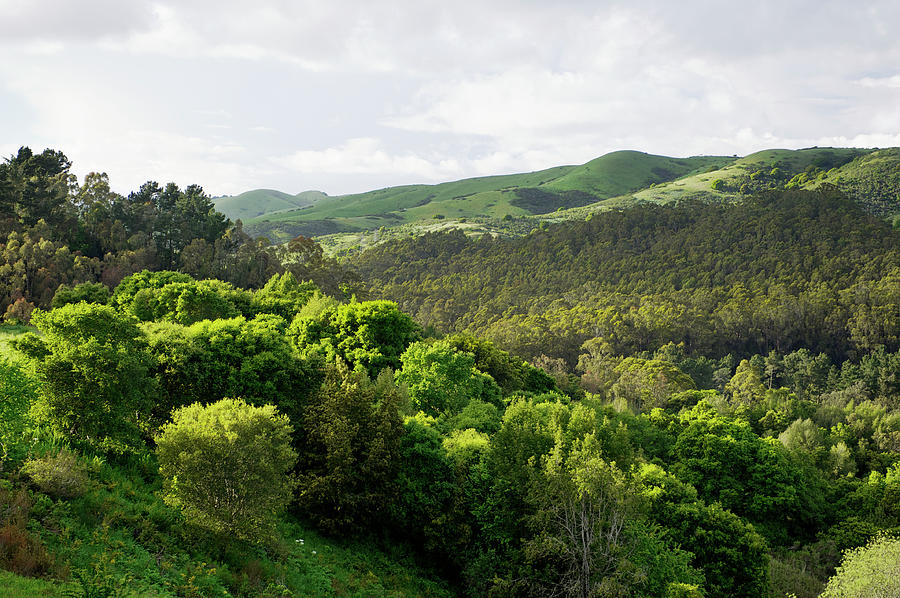 Berkeley Hills - San Francisco Bay Photograph by Nightanddayimages