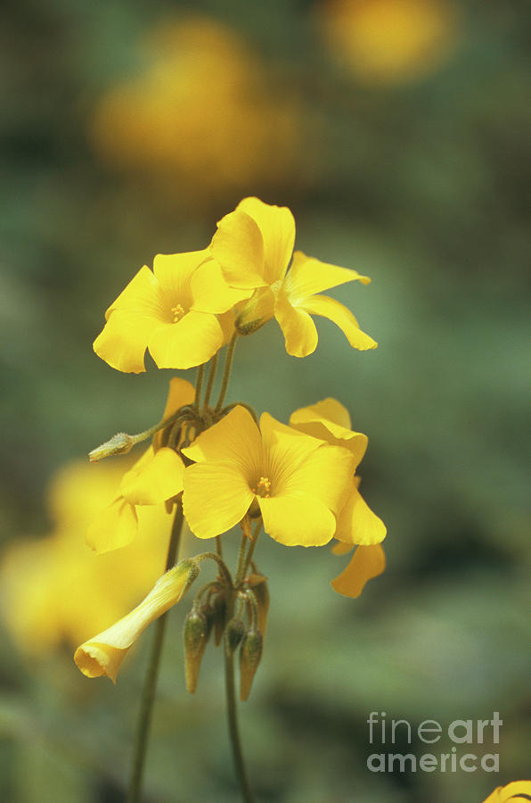 bermuda buttercup unusual characteristics bermuda buttercup unusual characteristics