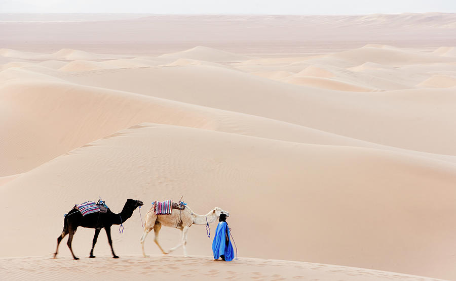 Berner And Camels In Desert Landscape Photograph by Roine Magnusson