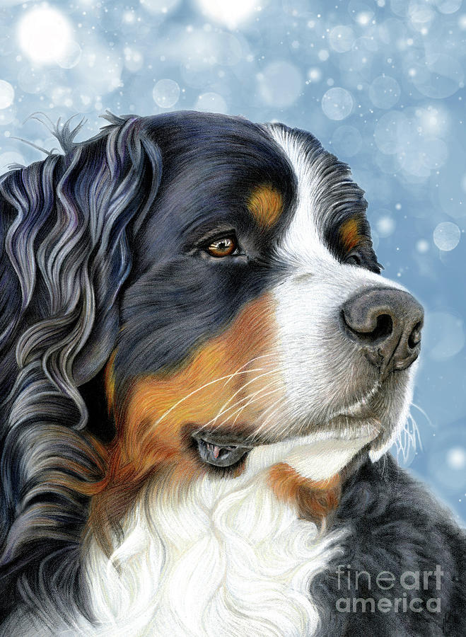 Bernese Mixed Media - Bernese Arctic Blue by Donna Mulley Bernese Mixed Media - Bernese Arctic Blue by Donna Mulley