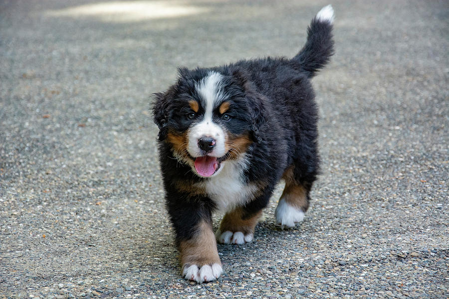 Nature Photograph - Bernese Mountain Dog Puppy 2 by Pelo Blanco Photo