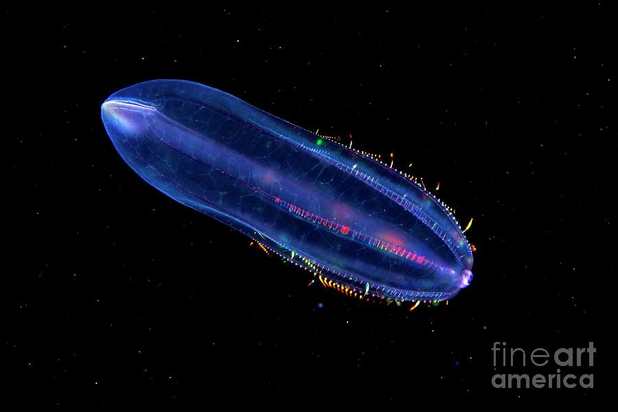 Beroe Comb Jelly Photograph by Alexander Semenov/science Photo Library ...