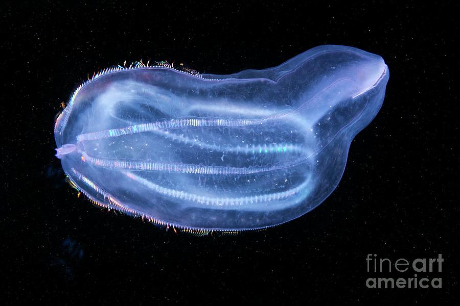 Beroe Comb Jelly Feeding Photograph by Alexander Semenov/science Photo ...