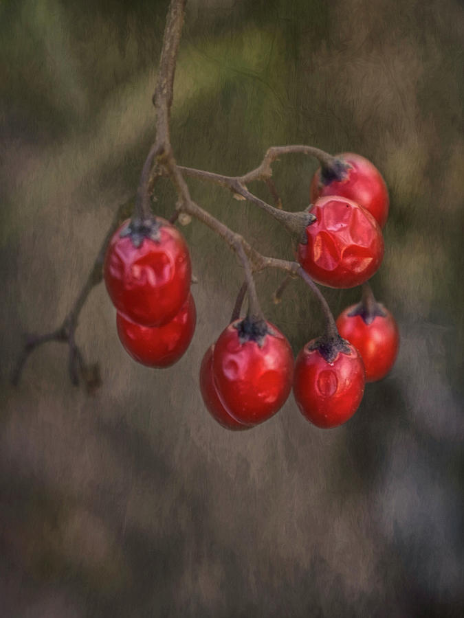 Nature Painting - Berries 2 by Heather Buechel