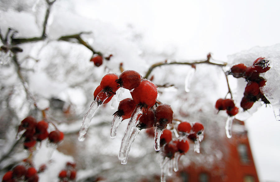 Berries Hang from a Tree Covered in Ice Photograph by Joshua Lott ...