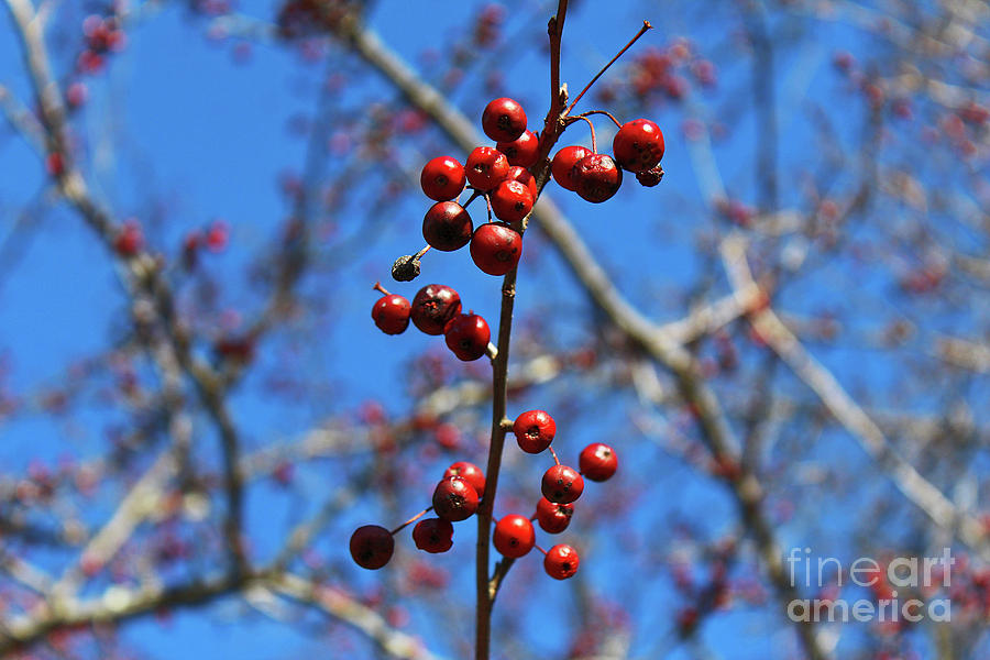 Tree Photograph - Berries in Winter by Jeanne OConnor