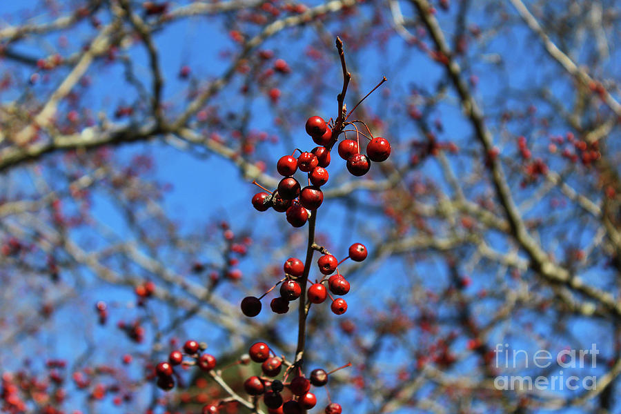 Tree Photograph - Berries in Winter No. 2 by Jeanne OConnor