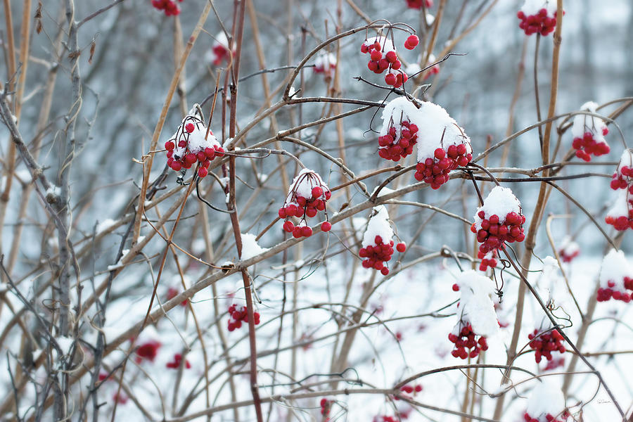 Berries In Winter Painting By Sue Schlabach