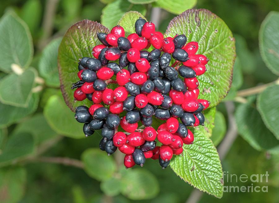 Fruit Photograph - Berries Of Wayfaring Tree (viburnum Lantana) by Bob Gibbons/science Photo Library