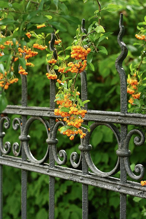 Berries On Pyracantha Growing Over Wrought Iron Garden Fence Photograph by Alexandra Panella