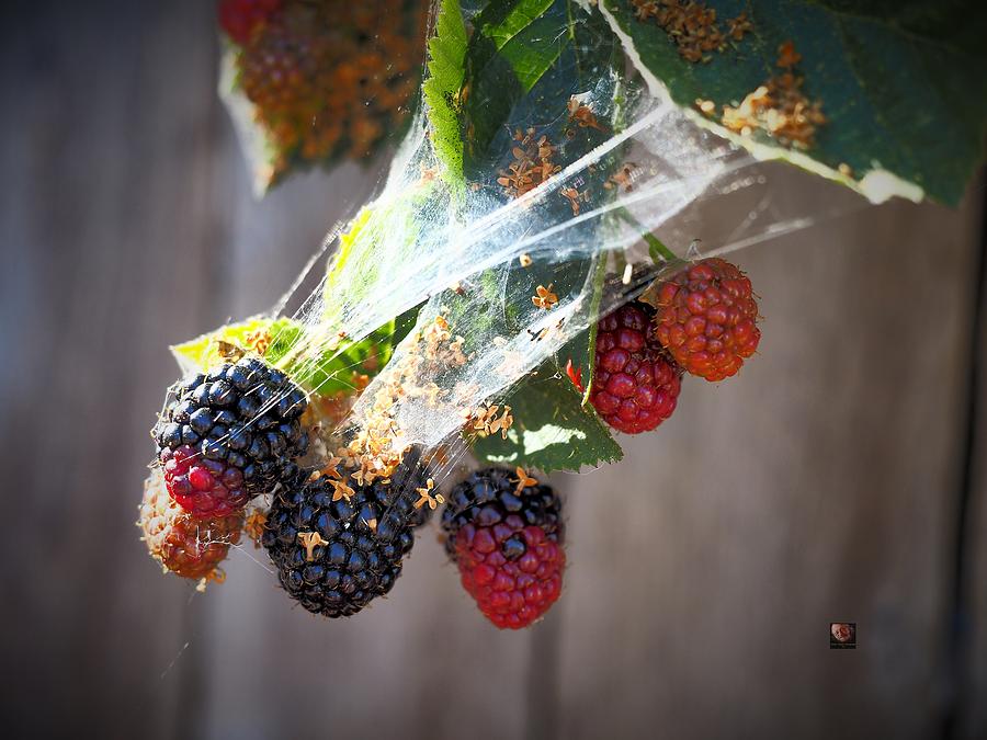Berries on the Web Photograph by Richard Thomas