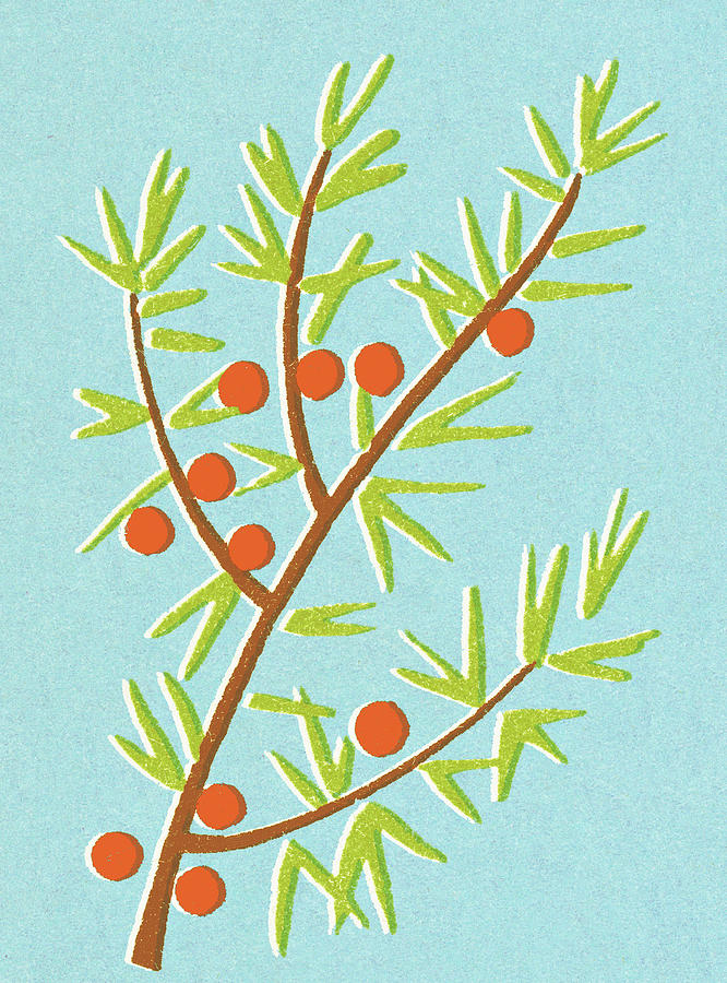 Nature Drawing - Berry bush by CSA Images
