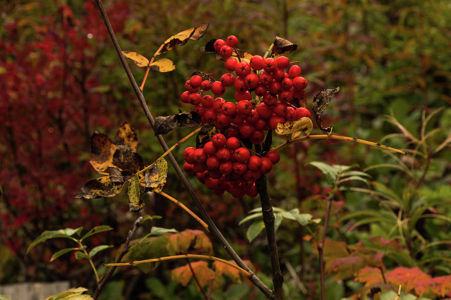 Berry Bushes Amongst the Foliage Photograph by Nicola Vandiver - Fine ...