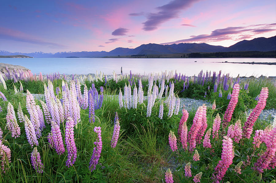 Berry Dawn At Lake Tekapo, New Zealand Photograph by Atomiczen