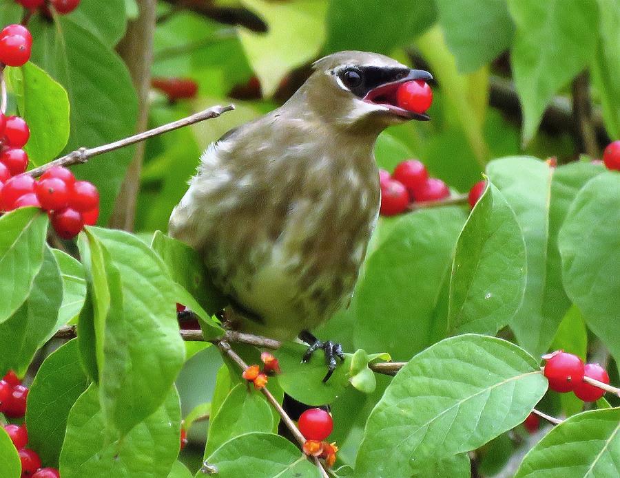 Berry Delicious  Photograph by Lori Frisch