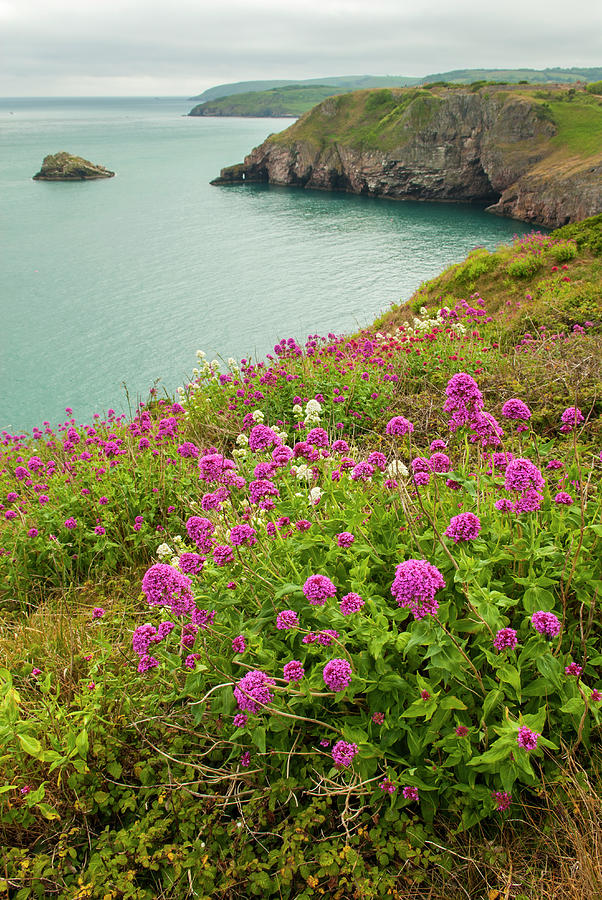 Berry Head In Spring Time - Part Two Photograph by Abdul Kadir Audah