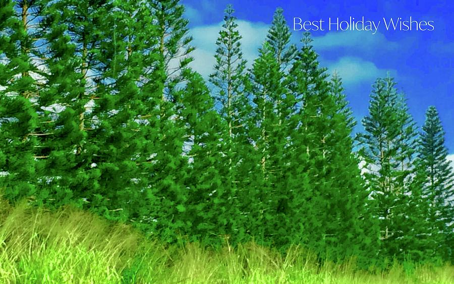 Best Holiday Evergreens In Hawaii by Debra Grace Addison Best Holiday Evergreens In Hawaii by Debra Grace Addison