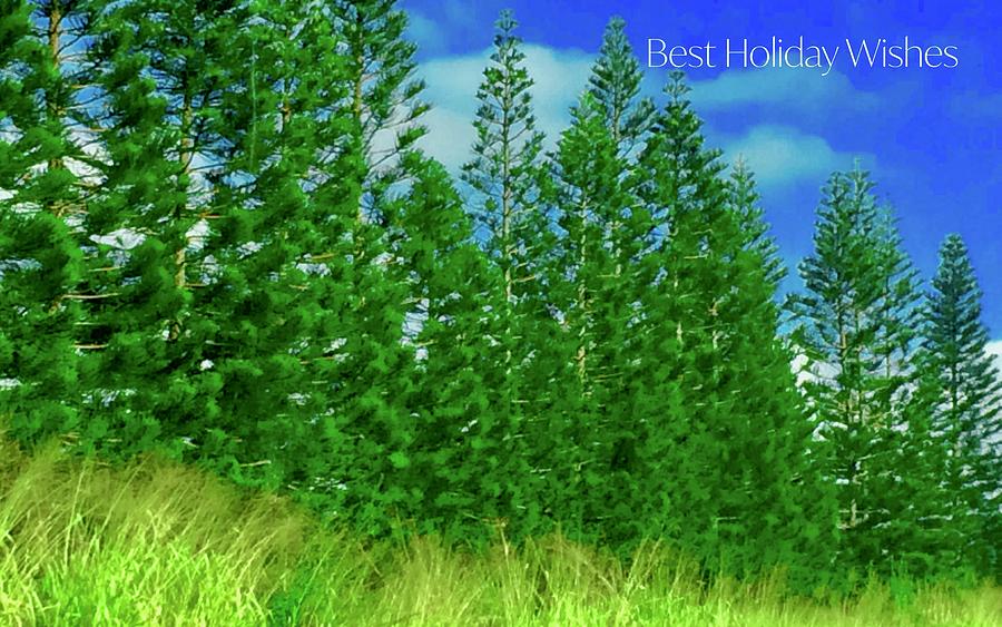 Best Holiday Evergreens In Hawaii Photograph by Debra Grace Addison