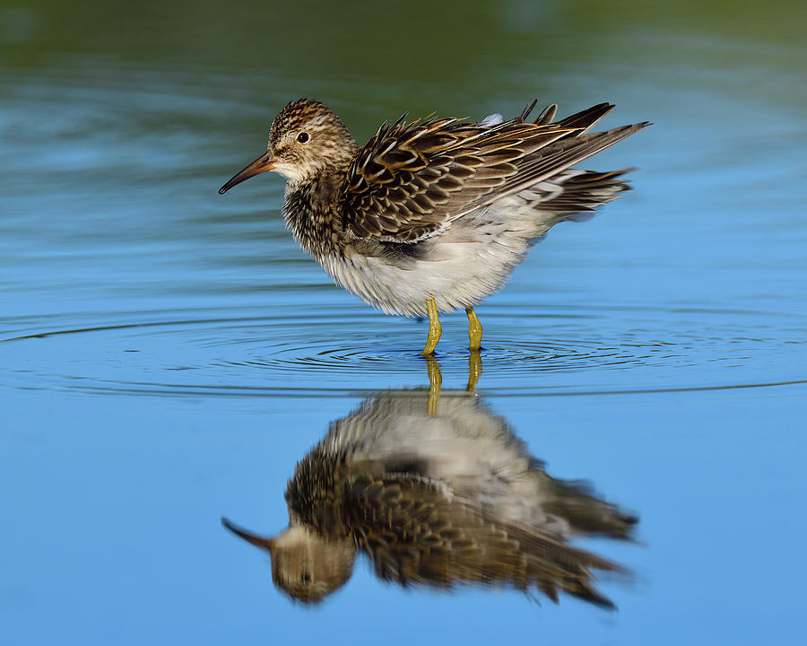 Sandpiper Photograph - Best Side  by Tony Beck