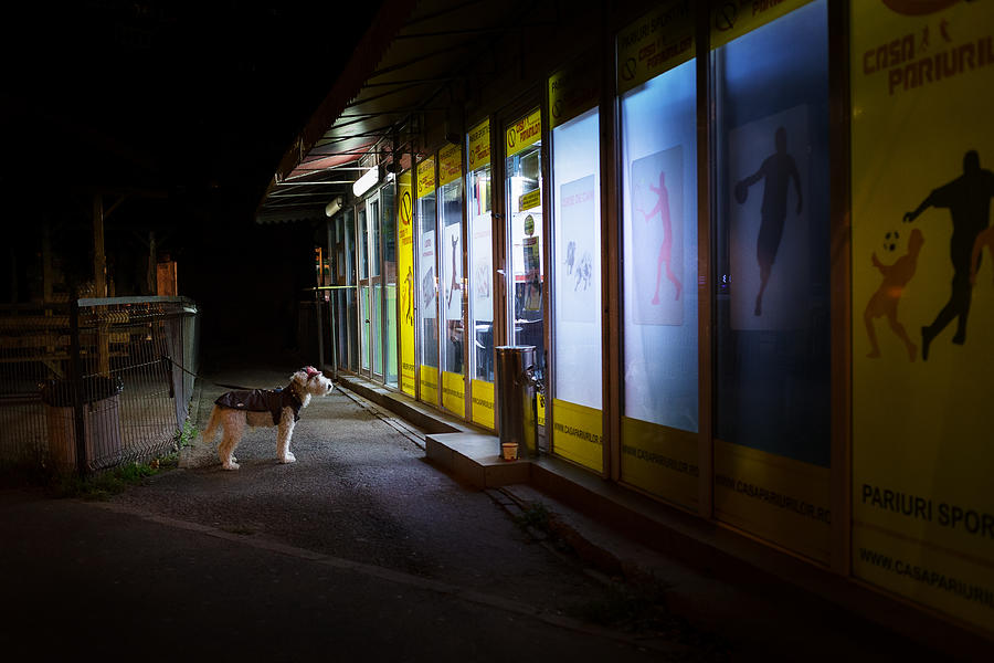 Dog Photograph - Bet by Marius Cintez?