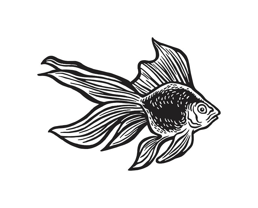 Black And White Drawing - Beta Fish by CSA Images