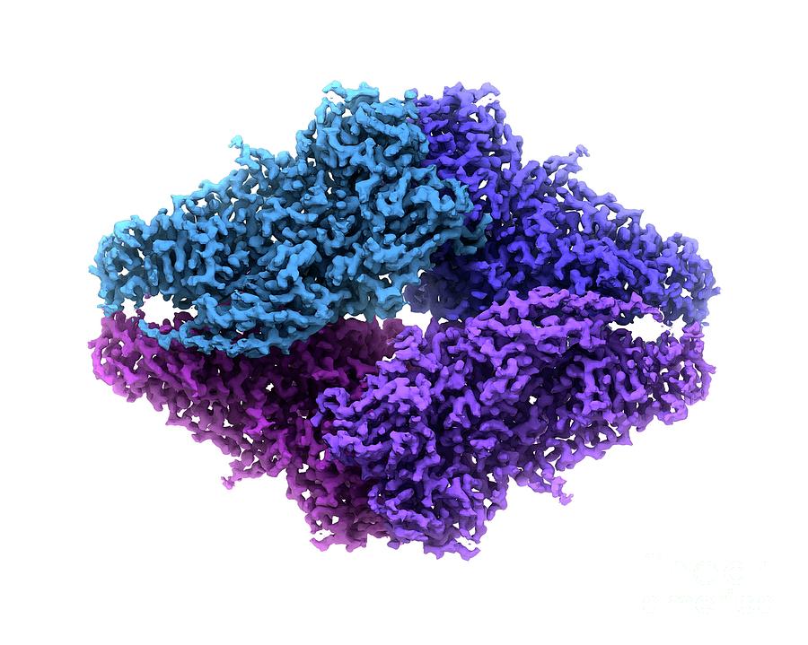 Betagalactosidase Enzyme Photograph by Veronica Falconieri, Sriram