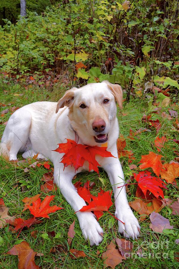 Betsy Playing in the Leaves Photograph by Sandra Updyke