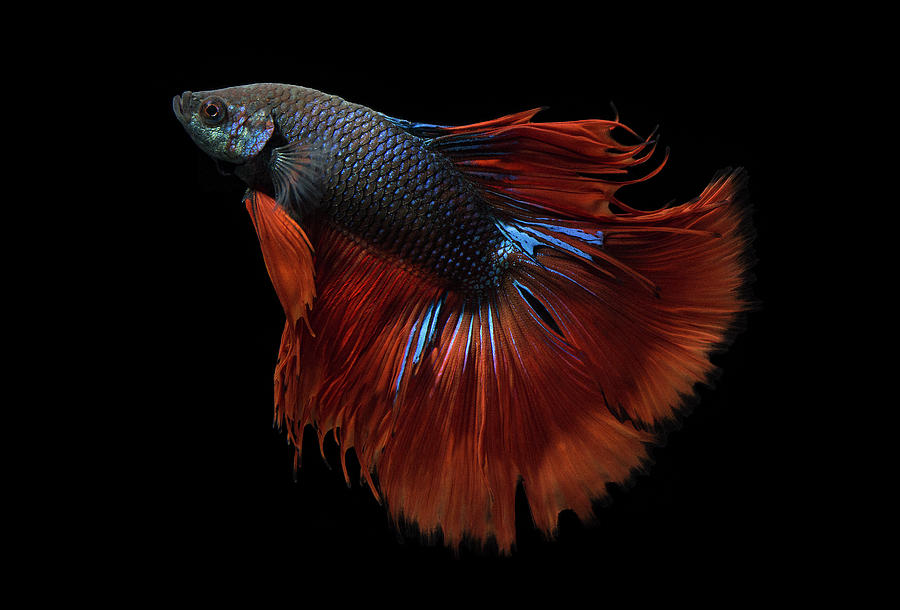 Betta Beauty #4 Photograph by Jeffrey R Farmer - Fine Art America