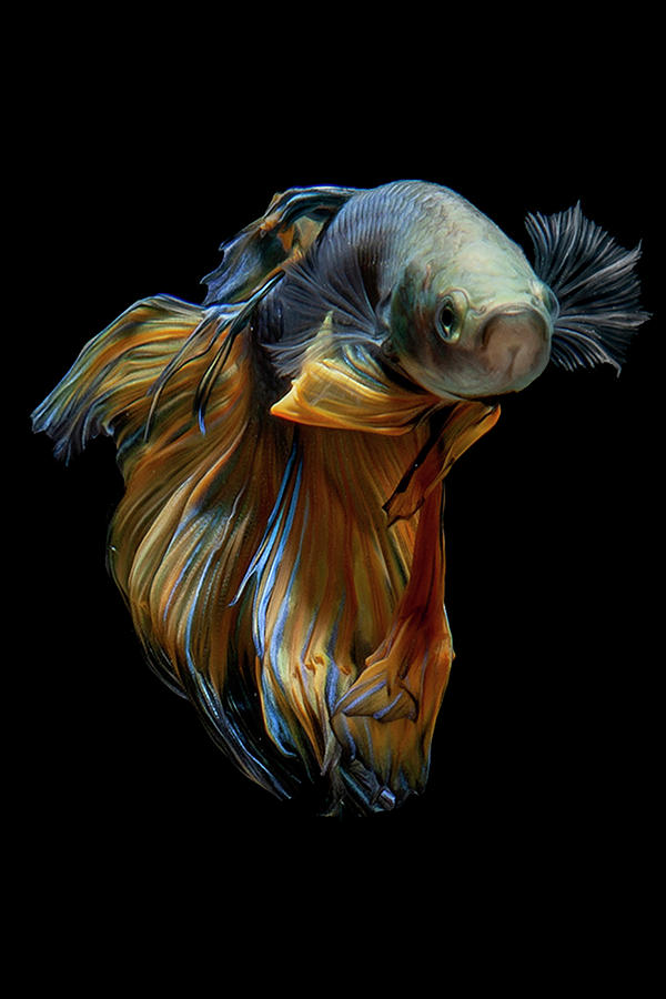Fish Photograph - Betta  #2 by Irman Andriana
