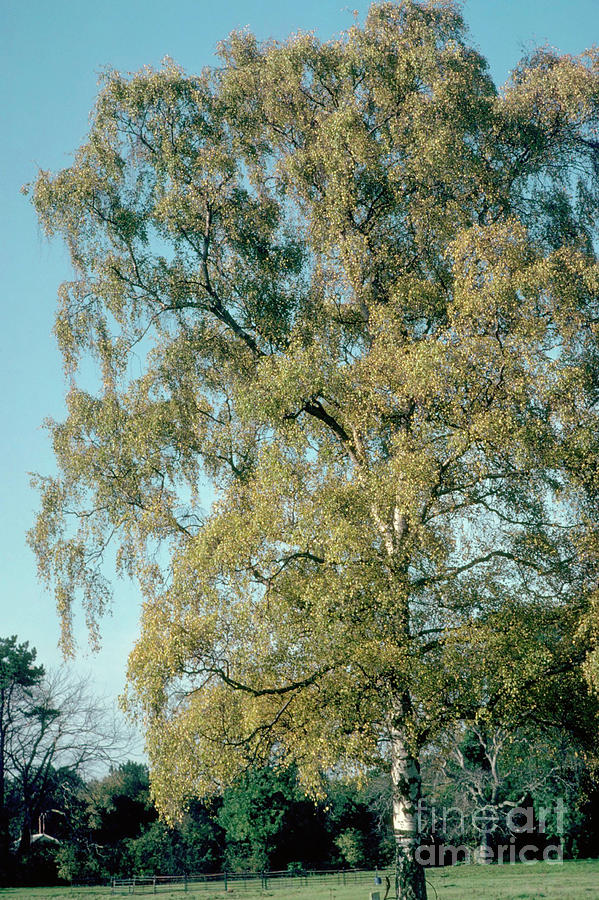 Betula Pendula. Photograph by Irene Windridge/science Photo Library