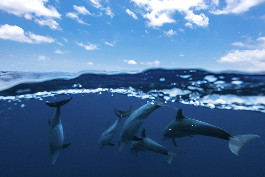 Between Air And Water With The Dolphins Photograph by Barathieu Gabriel