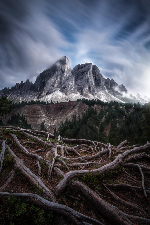 Roots Photograph - Between Roots And Clouds by Andrea Zappia