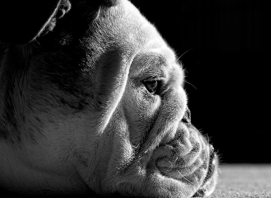 Dog Photograph - Between The Folds by Mike Melnotte