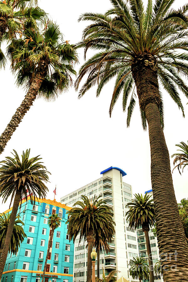 Between the Palm Trees in Santa Monica Photograph by John Rizzuto