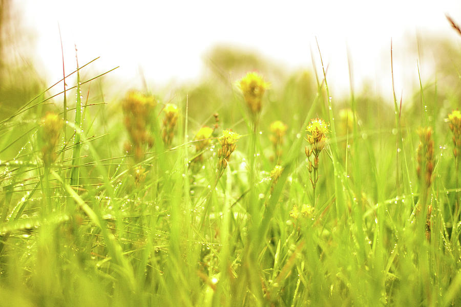 Between The Wet Grass Photograph by Baac3nes