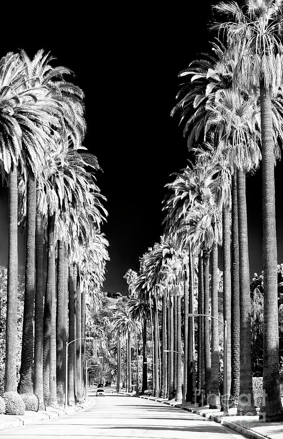 Beverly Hills Photograph - Beverly Hills California by John Rizzuto