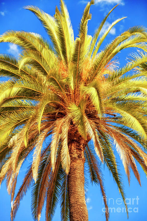 Nature Photograph - Beverly Hills Palm Tree by John Rizzuto