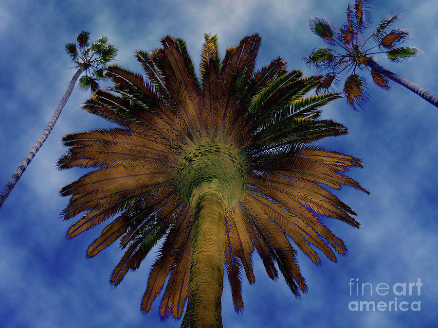Sunset Boulevard Photograph - Beverly Hills Palm Trees by Scott D Welch