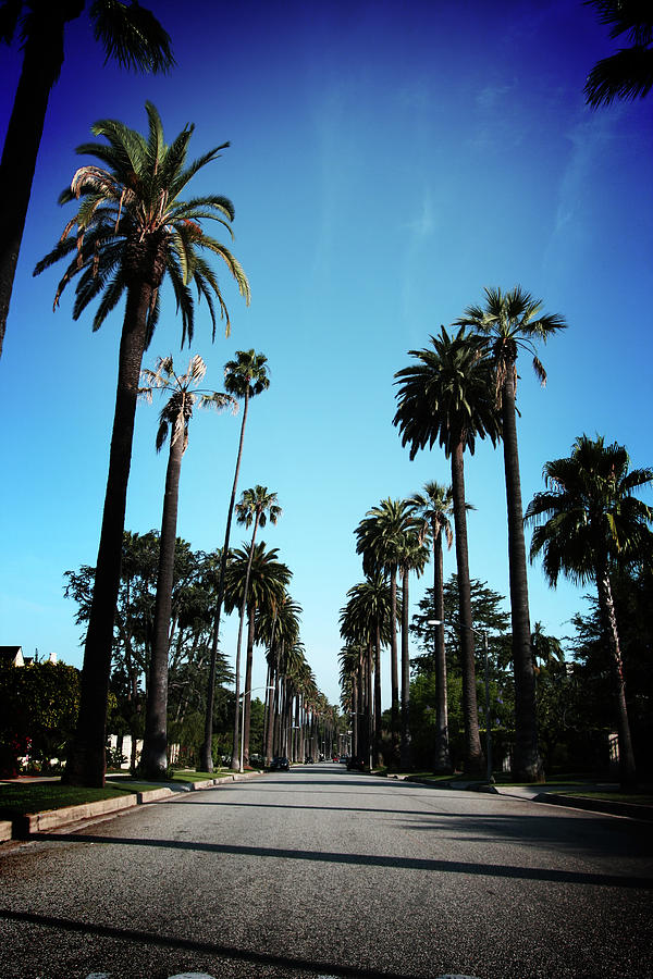 Beverly Hills Palm Trees With Blue Skys Photograph by Lpettet