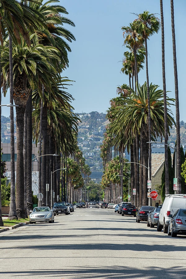 Beverly Hills Street Vertical Photograph by Joe Medina