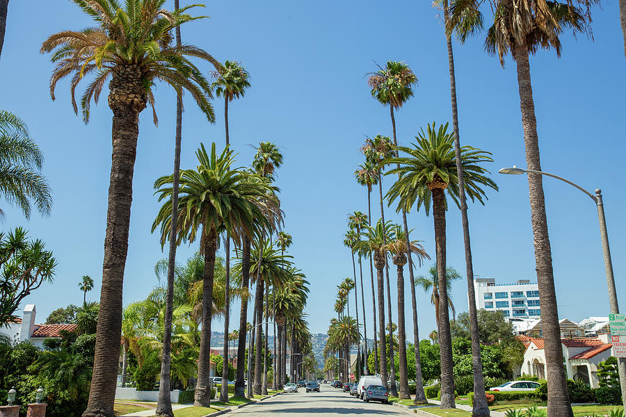 Beverly Hills Street Photograph by Joe Medina - Fine Art America