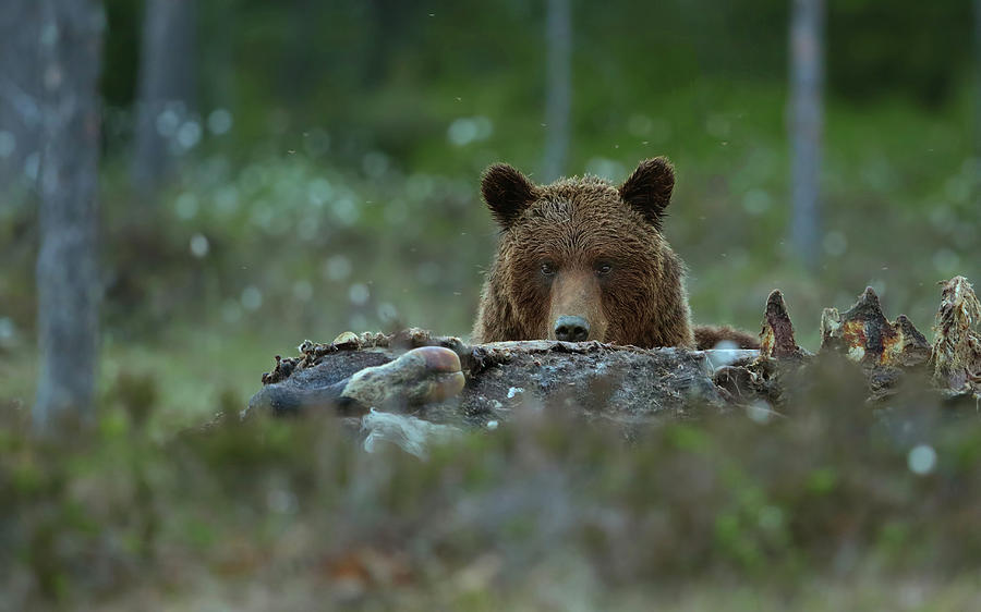 Wildlife Photograph - Beware - Brown Bear by Assaf Gavra