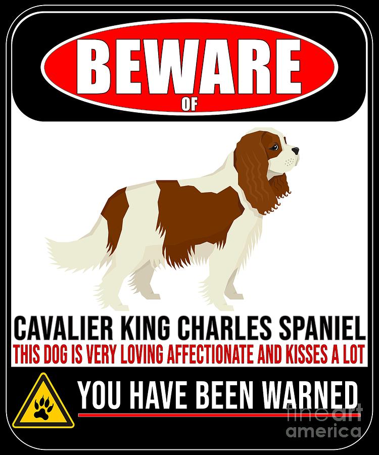 affectionate cavalier king charles spaniel