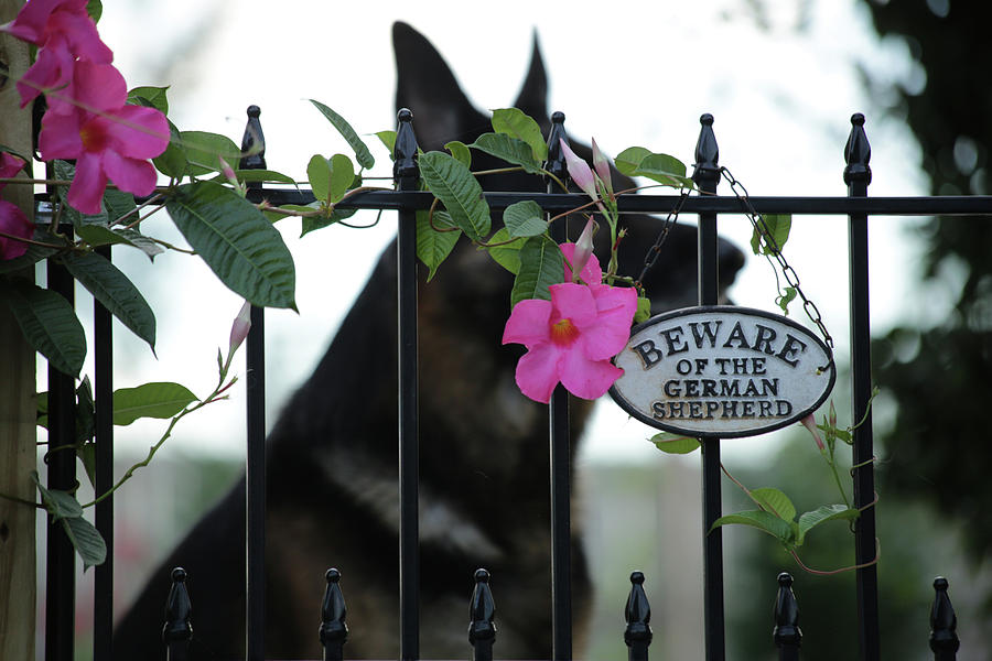 Beware of the German Shepherd Photograph by Stamp City