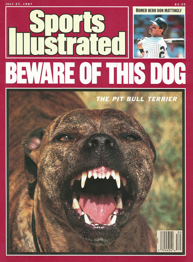 Beware Of This Dog Pit Bull Terrier Sports Illustrated Cover Photograph ...