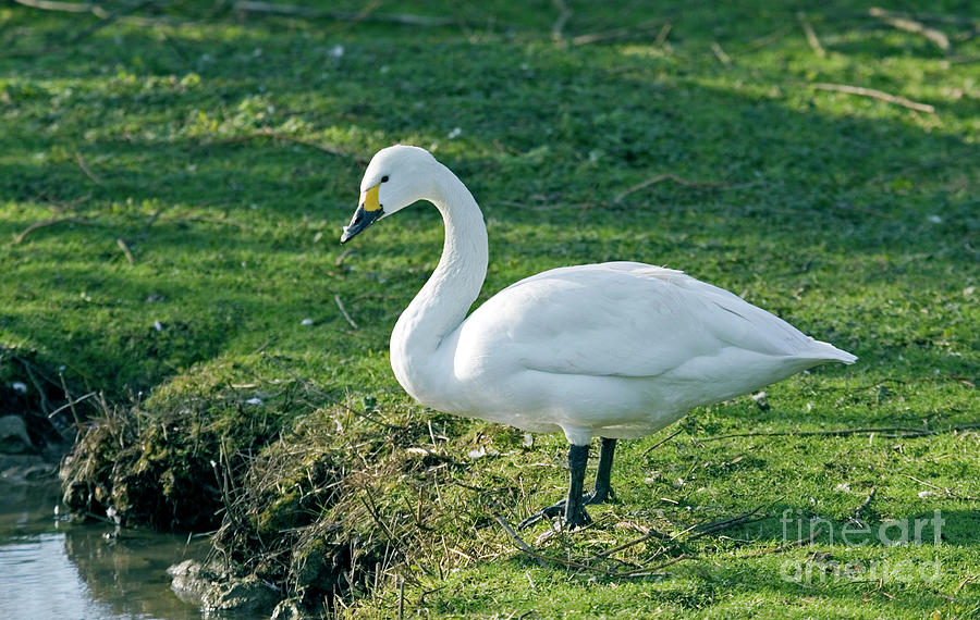 Bewicks Swan Photograph by John Devries/science Photo Library